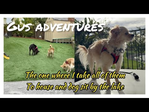Adventures in Dogsitting #1: 3 chi mix rescue pups join in on house and dog sitting