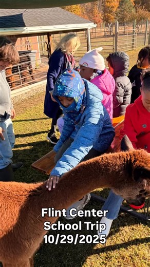 School Trip with Flint Center (FCCA) #outbackalpacas #schooltrips #alpacas #fieldtrips #fcca | Outback Alpacas