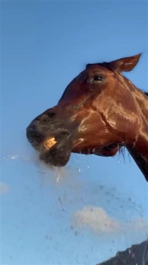 cuties🐎❤️#horselov #cheval #شباب_البومب13 #kuda #caballos #घोड़ों #лошади #يوميات_ترند #حصان #馬