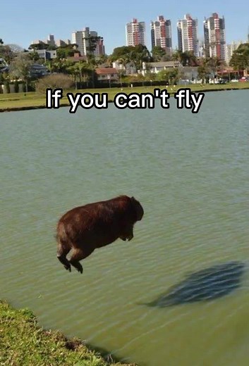 #capybara #gort #fly #run #walk #crawl #motivational