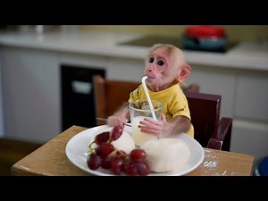 Bibi Monkey's Perfect Daily Morning Routine