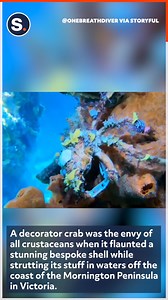 3.8K views · 44 reactions | Stunning footage of a vibrant decorator crab! | storyful | Facebook