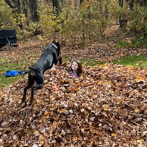 15M views · 263K reactions | These dogs radiate chaotic energy... | Tyla | Facebook