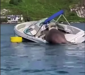 I just caught Patty Ferguson trying to steal my boat! Yer gonna get a call from the law offices of Peter, Francis and Geraci. I swear to god! #statelaw | Donnie Baker