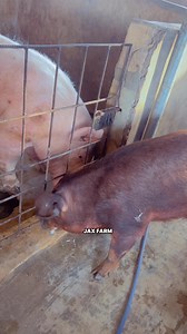 Boar Behavior & Aggression Management Understanding the Drive to Fight In a swine operation, managing mature boars requires an understanding of their natural "Pecking Order." When two boars encounter one another, they are biologically driven to establish dominance through physical confrontation. This is triggered by: • Social Hierarchy: Boars are naturally competitive for the "Alpha" status. Unlike sows, boar disputes are often prolonged and high-intensity. • Hormonal Response: High testosterone