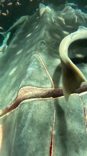 Ismael Chee - Cuidado de animales on Instagram: "La bestia que vence a tiburones blancos y ballenas solo #tiburones #ballenas #manati"