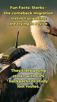 Storks’ impossible comeback that shocked everyone