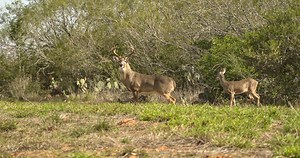 Rattling Bucks in the South Texas Heat. Our buddy Jon came down from KY to hunt the rut in mid December. Out of nowhere that week, a heat wave hit us right smack in the rut. Most of the days hit highs in the low 90's. The moon phase made it look like we might have some good midday movement. We packed some water and headed out after lunch with it being sunny, no wind and 92 degrees. | Tejas Deer Camp