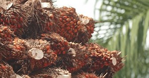 Oil Palm Elaeis Guineensis Belongs Order Stock Footage Video (100% Royalty-free) 3520478061 | Shutterstock
