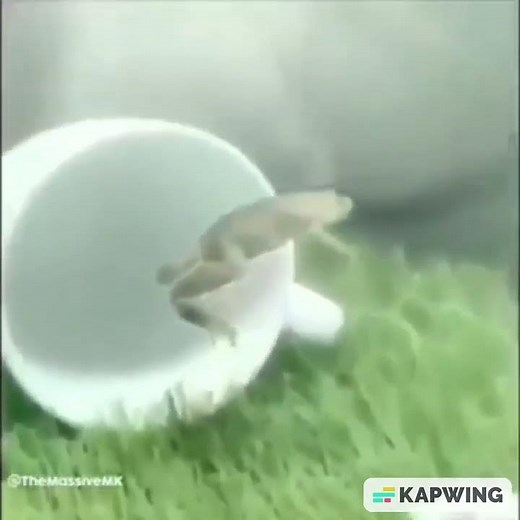 Frog Goes for It (Floating Frog Meme)