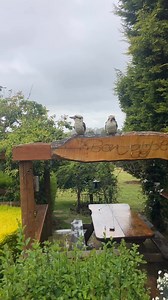 How awesome feeding her young one 🙏🙏🎅🏻🎅🏻 | Kevs Kookaburras