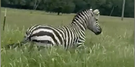Watch: Runaway zebra still on the loose after shutting down Tennessee interstate