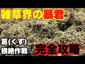 [Complete Guide] Kudzu (Kudzu) Eradication Strategy