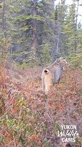 A lynx in the Yukon wilds sprays a conifer branch and welcomes the day with some vocalizations. #wintersolstice | Yukon Wildlife Cams