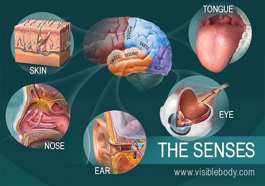 The Five Senses