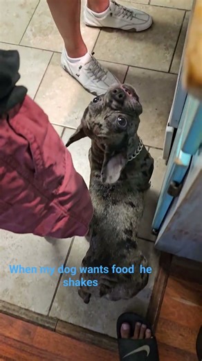 when my dog wants my food he shakes #funny