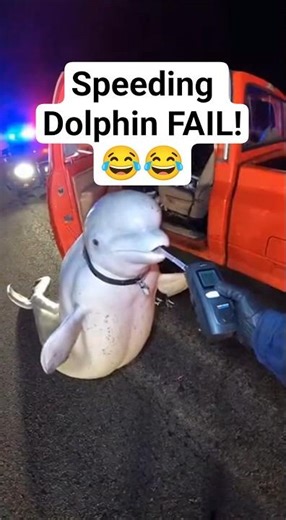 Dolphin Pulled Over for Speeding! 🐬🚔