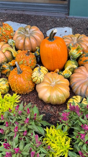 I cannot believe Halloween is next week! Are you ready? Big Jack Pumpkin located Outlets at San Clemente there’s a pumpkin patch there as well! Lots of fun, festive, photo ops! #danimchalloween #pumpkinseason #Halloween | Dani Danger