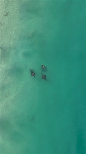 ☀️ Paddleboarding in Paradise 🏝️ 📍South Florida Paddle Peanut Island delivered BIG today — crystal clear water, perfect weather, and the ultimate wildlife trifecta 🌊👀 🦈 Glided past sharks 💦 🐮 Chilled with manatees 🏄‍♀️ Floated over stingrays Couldn’t have asked for a better day on the water. Florida, you win. Again. 💙 #PeanutIsland #Paddleboarding #ManateeMagic #SharkSighting #RaysForDays #FloridaVibes #WaterAdventure #oceanlife #marinelife #suptours #singerisland #paddleinparadise #lov