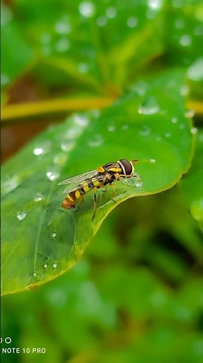 How to Use Pro Macro Photography || Pro Tips And Tricks || #lowangleshot #macroshot #extrememacro