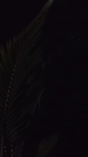 Night Insect Sounds for Deep Sleep | Relaxing Crickets & Nature Ambience