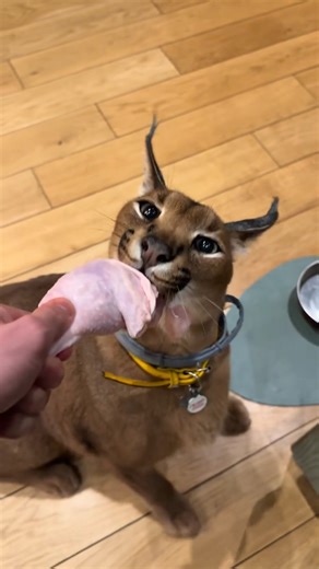 16K views · 499 reactions | NEVER MESS WITH HUNGRY FLOPPA ☠️ Floppa’s hunger means business—watch out when Floppa’s on the prowl! #HungryFloppa #Floppa #FunnyPets #CatHumor #PetMemes #FelineFury #AnimalLaughs #PetLife #CuteAndFunny #ViralPets | Caracalpumba’s Life | Facebook