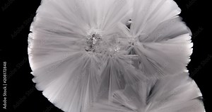 Crystals growth. The process of crystallization in supersaturated solution. Separated on pure black background, contains alpha channel.