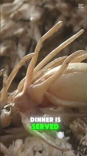 The Spider-Tailed Horned Viper: Nature’s Ultimate Lure