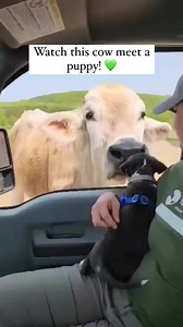 Watch how curious Greg the cow is about this little doggo. 🐮🥹 Cows, like all animals, matter too. 🙏 🎥: farmsanctuary on IG 👉 You can support Farm Sanctuary here: https://secure.farmsanctuary.org/donate-farm-sanctuary-vegan-for-the-animals #cows #dogs #cuteanimals #animallovers #rescueanimals | Vegan FTA