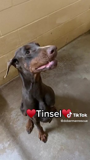 Meet some of our adoptable dogs who are ready to go to their fur-ever home 🏡 🐾 Available dogs- https://www.dobermanrescue.org/available-dogs-1 Application-https://www.dobermanrescue.org/adoption-application | Doberman Rescue of North Texas