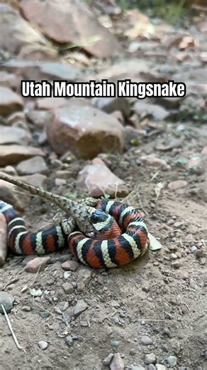 Utah Mountain Kingsnake eating a Western Fence Lizard. Utah 2025