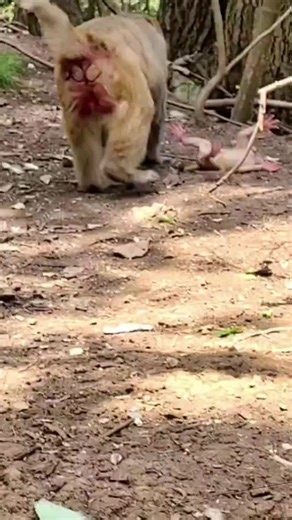 Funny Monkey Clips That Will Make You Laugh Out Loud