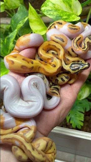 UNREAL colour mutation ! Orange Dream Ball Pythons