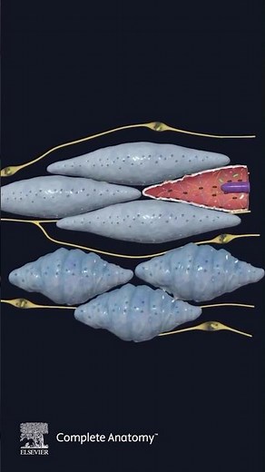 Explore Smooth Muscle in Complete Anatomy 🔬