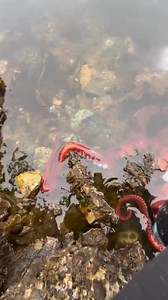 This octopus wanted to get up close and personal with a human. Octopuses are naturally curious, fuelled by their big brains and impressive intelligence. They have been recorded in the wild investigating divers and snorkelers, and touching people with their arms. In this case, this octopus really wanted to give out a foot massage 😂 Studies and anecdotal evidence suggest that octopuses recognize individual humans, and show different behaviour towards different people. Two notable octopus species 