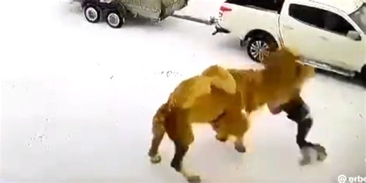 He camel, he saw, he conquered, as indignant mammal kills brash Russian