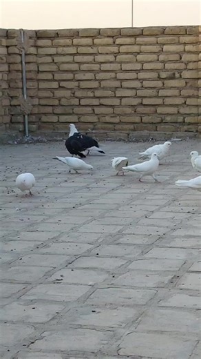 ‏لعيون شكو واحد عده عيون هذه لقائد😴#ارافل_الديوانيه