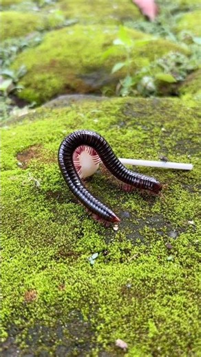 Stay silent, a millipede hugs its babies tightly#shorts#centipede