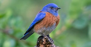Western Bluebird Similar Species to, All About Birds, Cornell Lab of Ornithology