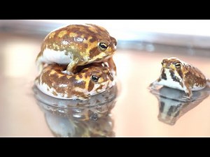 Rain frog behavior and ecology