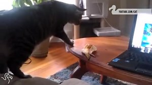 13K views · 316 reactions | Cats vs. Bananas | The Dodo | Facebook