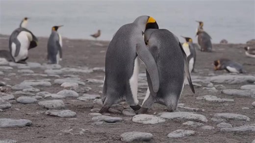 King penguin mating!