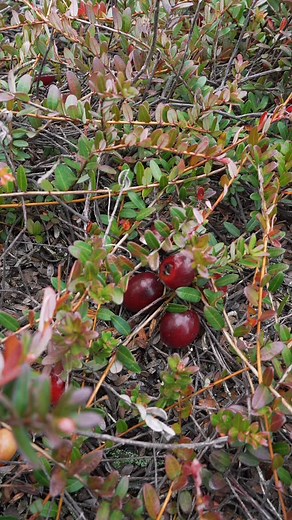 Cranberries are one of Maine’s few native fruits — and they thrive in the sandy soil and salty air of DownEast. This fall, grab a bag of local cranberries at a farm stand or grocery store. Bake them into muffins, simmer them into sauce, or toss them into a salad. However you enjoy them — make it Maine-grown. #MaineCranberries #DownEastAcadia #BoldCoastBounty #NativeFruit #FallInMaine #BuyLocalMaine #TasteMaine #CranberrySeason #MadeInMaine | DownEast Acadia