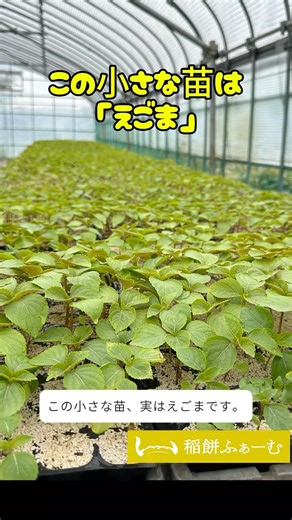 えごま全滅から一年。今年は畑へ届けられました。#稲餅ふぁーむ #新潟県五泉市 #えごま #定植 #ハンドプランター #農家の日常 #えごま栽培 #農業のリアル #田舎暮らし #小さな農家の挑戦
