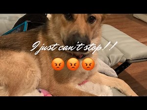 My dog won’t stop pooping in the house