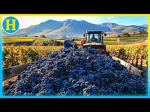PERFECT Grapes: How They're Produced
