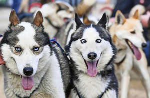 Tipps für Tierfreunde: Welcher Hund bleibt immer cool?