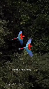 15K views · 769 reactions | Majestueux et flamboyant, le Ara...