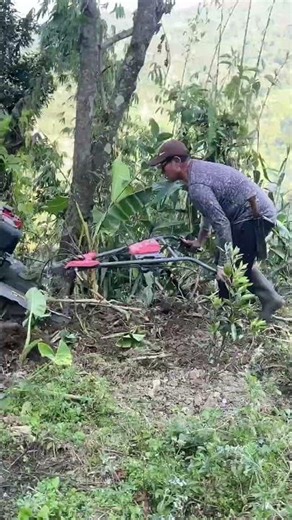 How to plough with machine in orange orchard |2 December 2025#agriculture #orange #farming