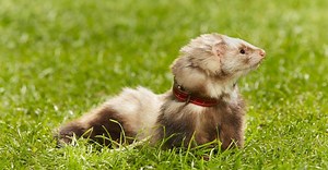 Is a Ferret a Rodent?